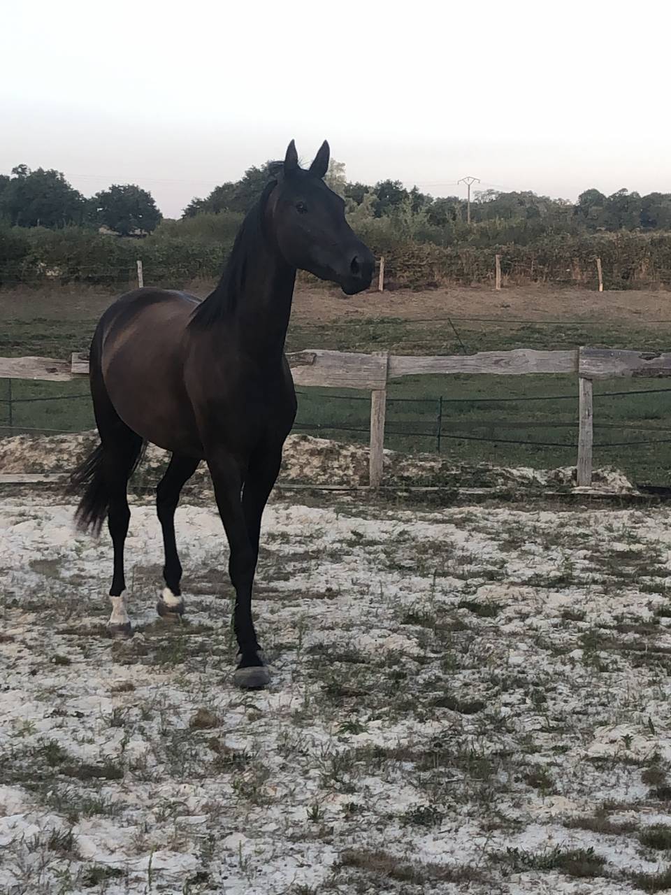 Veulen (vr) Selle Fran&ccedil;ais Te koop 2022 Zwart ,  SO UNIQUE