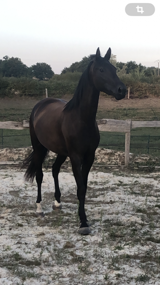 Veulen (vr) Selle Fran&ccedil;ais Te koop 2022 Zwart ,  SO UNIQUE