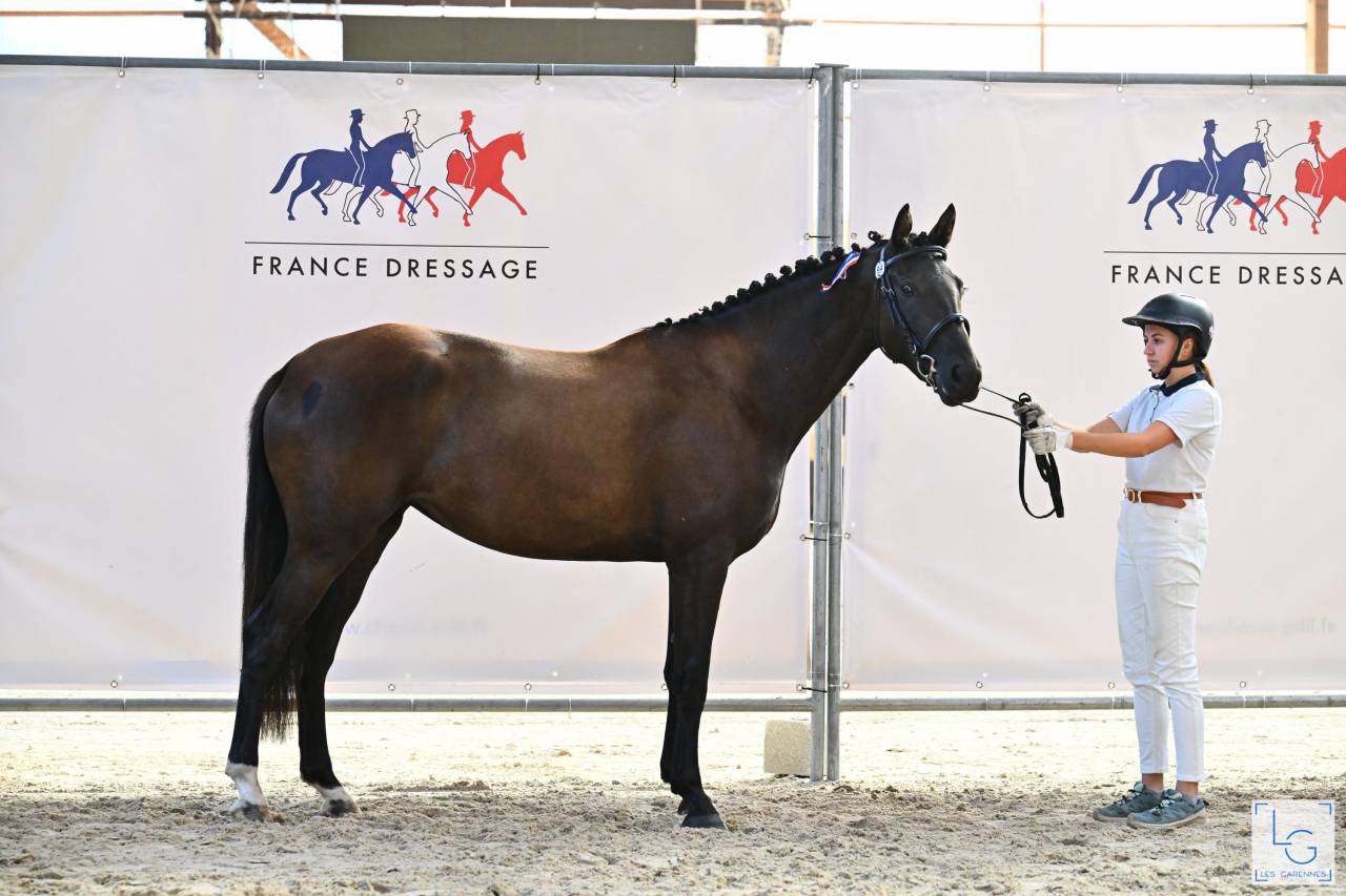 Veulen (vr) Selle Fran&ccedil;ais Te koop 2022 Zwart ,  SO UNIQUE