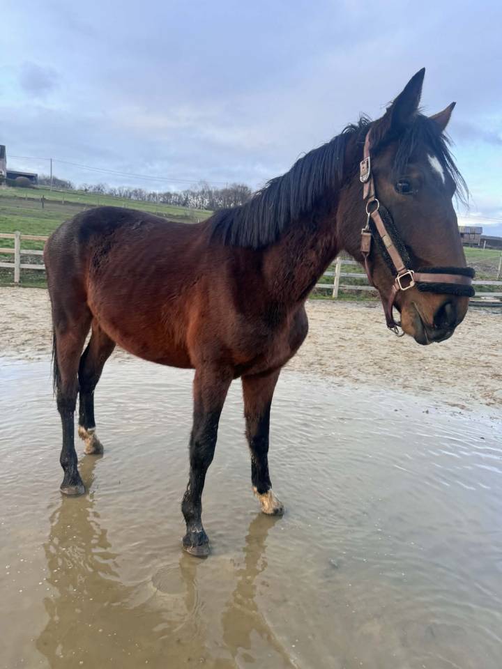 Hengst KWPN Nederlands sportpaard Te koop 2024 Bruin / Bai ,  Lanto Hbc