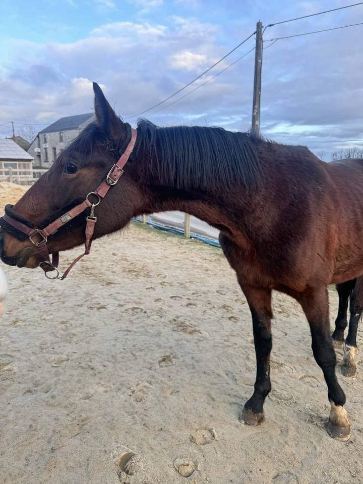 Hengst KWPN Nederlands sportpaard Te koop 2024 Bruin / Bai ,  Lanto Hbc