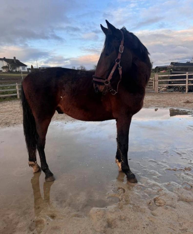 Hengst KWPN Nederlands sportpaard Te koop 2024 Bruin / Bai ,  Lanto Hbc