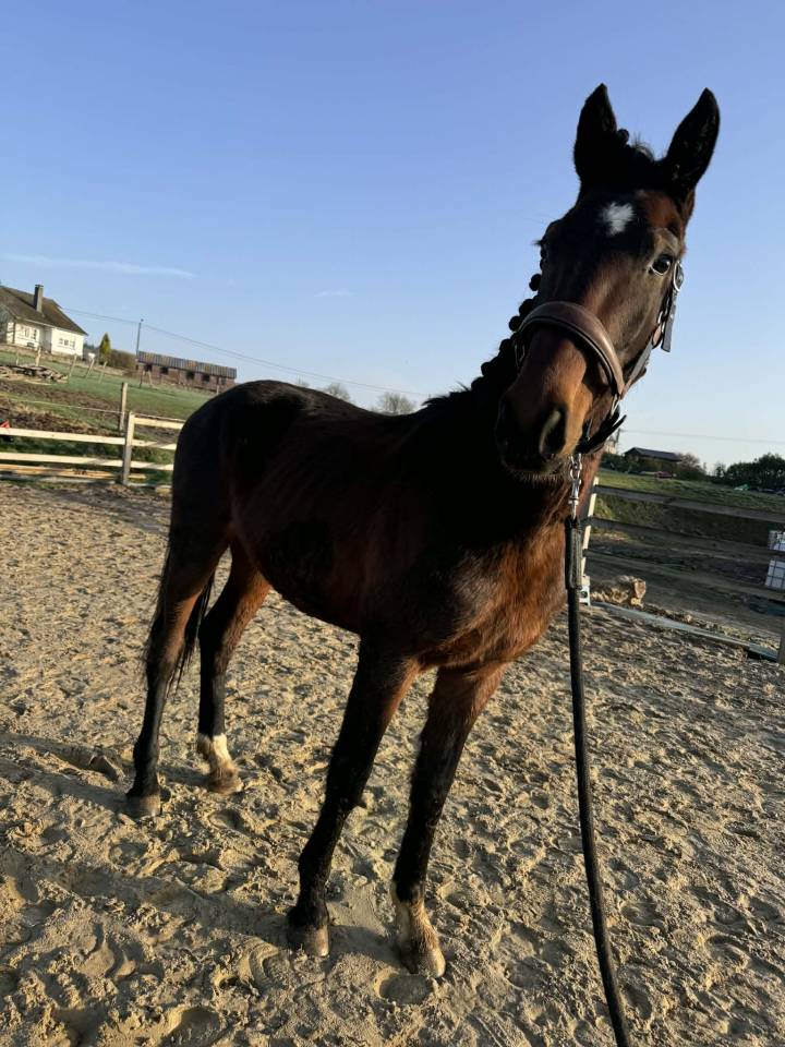 Hengst KWPN Nederlands sportpaard Te koop 2024 Bruin / Bai ,  Nevada J.S du Bosquet