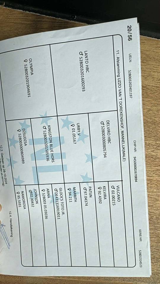 Hengst KWPN Nederlands sportpaard Te koop 2024 Bruin / Bai ,  Nevada J.S du Bosquet