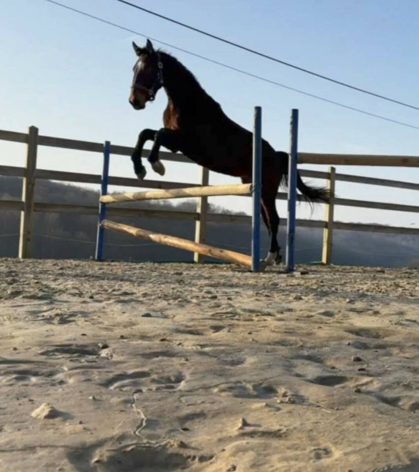 Hengst KWPN Nederlands sportpaard Te koop 2024 Bruin / Bai ,  Nevada J.S du Bosquet