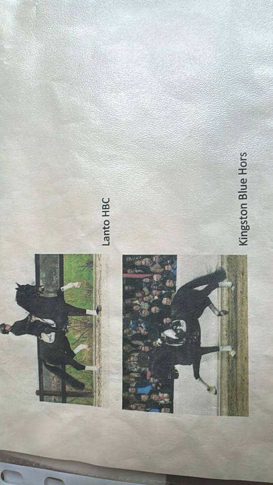 Hengst KWPN Nederlands sportpaard Te koop 2024 Bruin / Bai ,  Nevada J.S du Bosquet