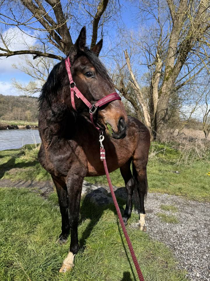 Hengst KWPN Nederlands sportpaard Te koop 2024 Bruin / Bai ,  Nevada J.S du Bosquet