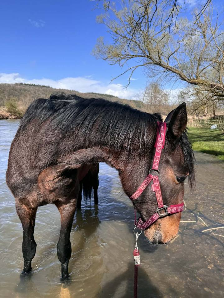 Hengst KWPN Nederlands sportpaard Te koop 2024 Bruin / Bai ,  Nevada J.S du Bosquet