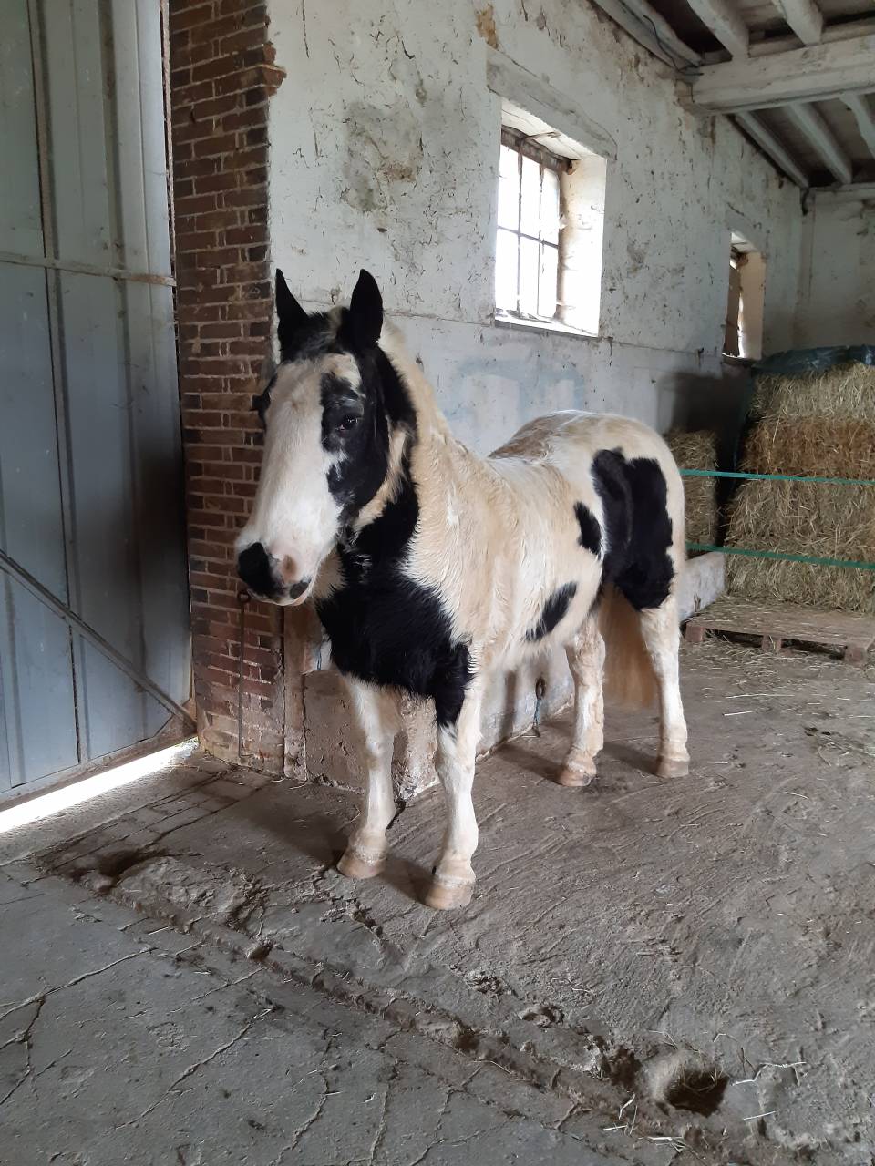 Ruin Andere pony rassen Te koop 2003 Bont