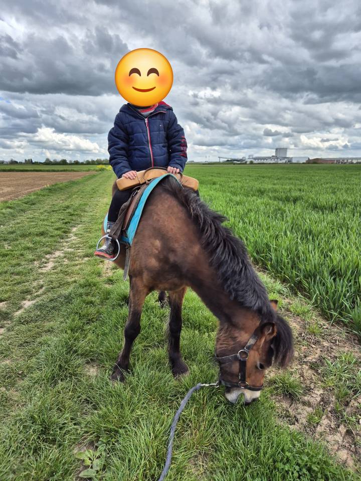 Merrie Ras onbekend Te koop 2012 Donker bruin / bai