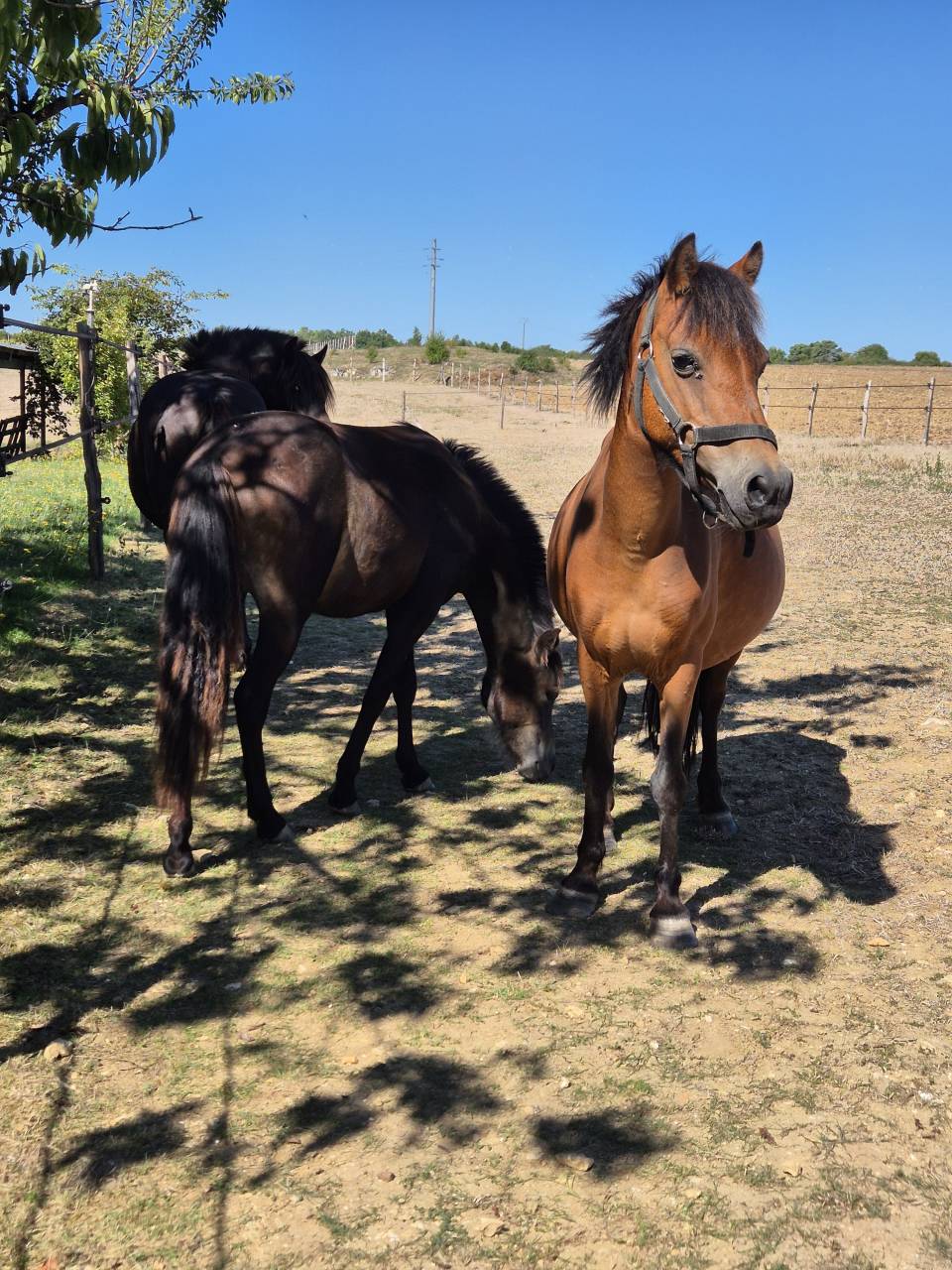 Merrie Ras onbekend Te koop 2012 Donker bruin / bai