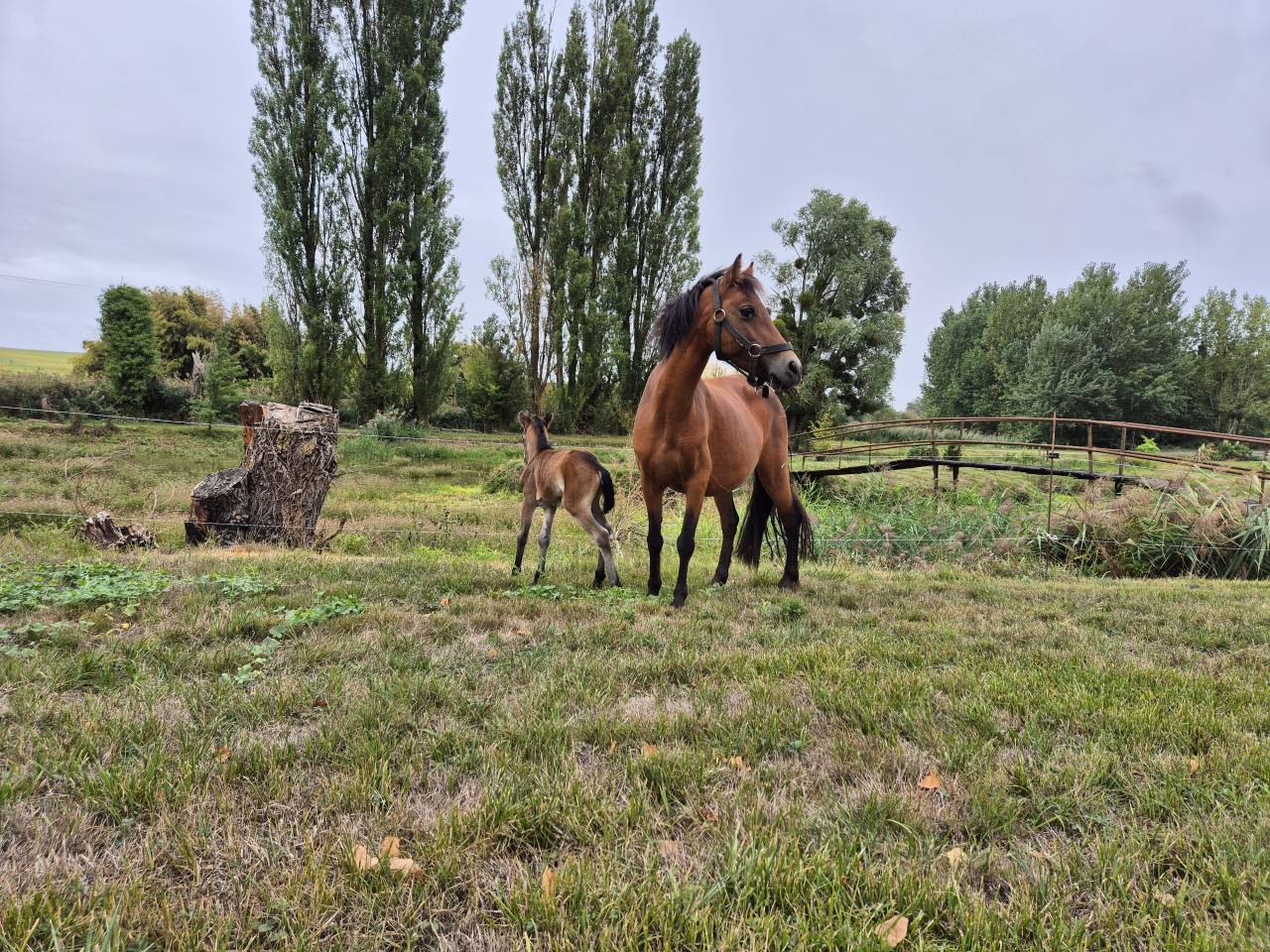 Merrie Ras onbekend Te koop 2012 Donker bruin / bai