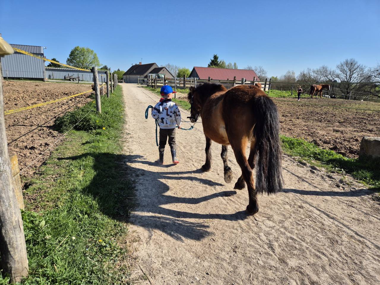 Merrie Ras onbekend Te koop 2012 Donker bruin / bai