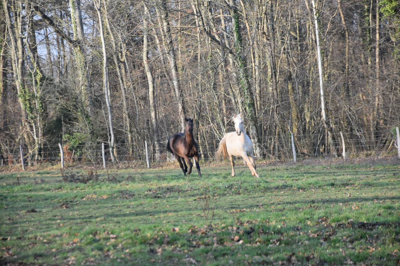 Ruin Bekend ras Te koop 2024 Palomino ,  Dundi des Ocres