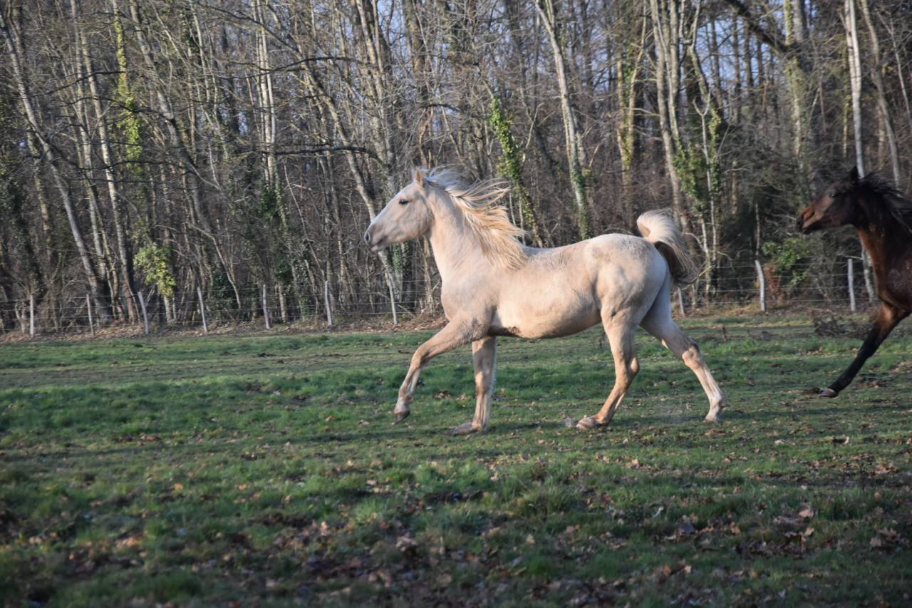 Ruin Bekend ras Te koop 2024 Palomino ,  Dundi des Ocres