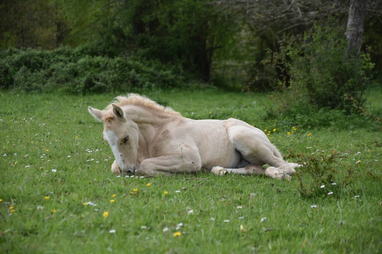 Ruin Bekend ras Te koop 2024 Palomino ,  Dundi des Ocres