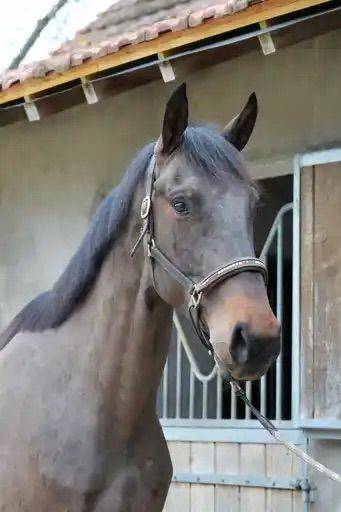 Ruin Selle Fran&ccedil;ais Te koop 2022 Donker bruin / bai ,  VITALIS