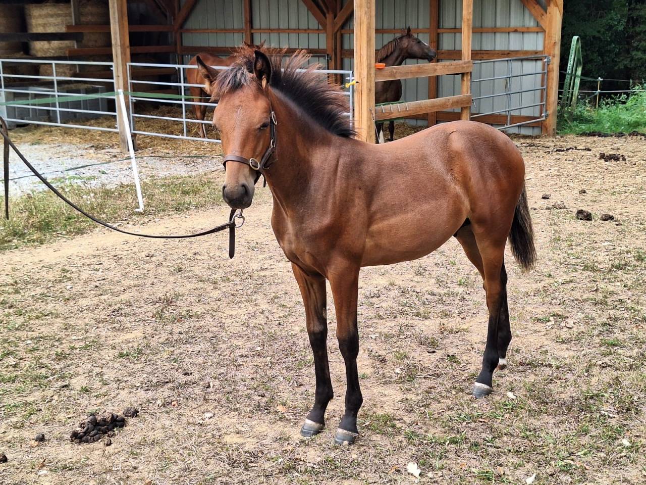 Veulen (ml) Franse rijpony PFS Te koop 2025 Donker bruin / bai ,  Galant de la tour