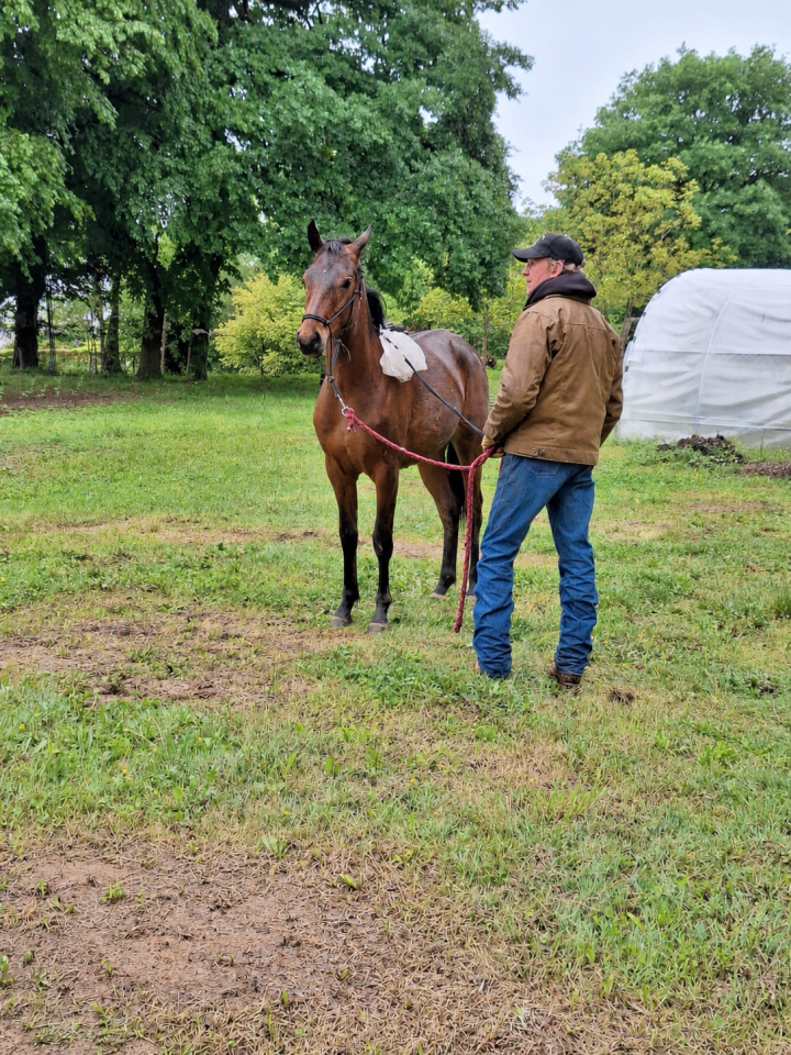 Veulen (ml) Franse rijpony PFS Te koop 2025 Donker bruin / bai ,  Galant de la tour