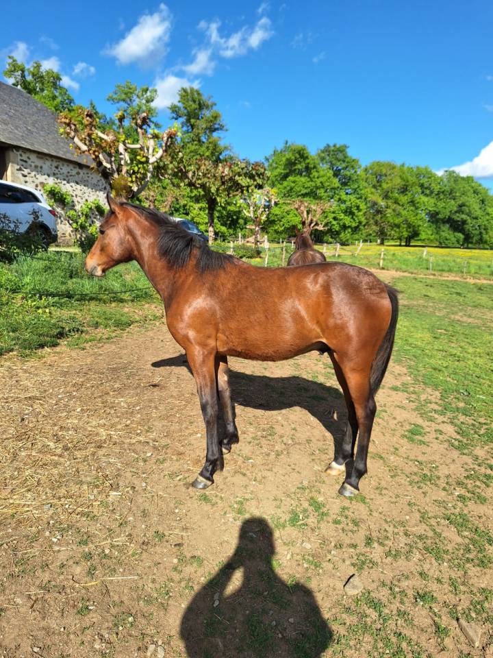 Veulen (ml) Franse rijpony PFS Te koop 2025 Donker bruin / bai ,  Galant de la tour