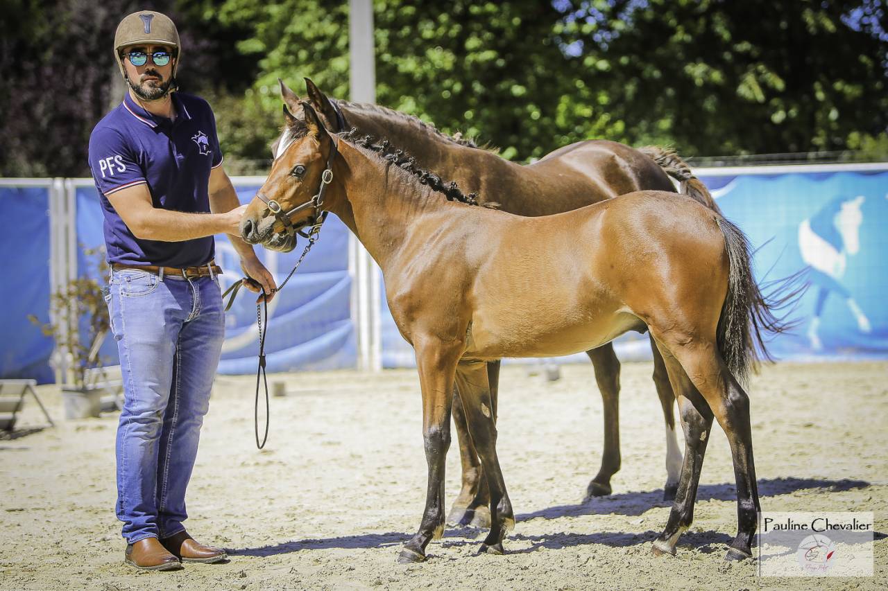 Veulen (ml) Franse rijpony PFS Te koop 2025 Donker bruin / bai ,  Galant de la tour