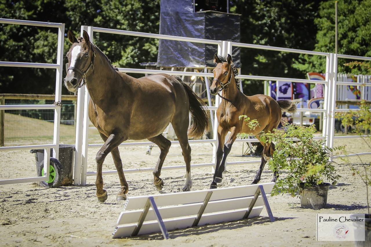 Veulen (ml) Franse rijpony PFS Te koop 2025 Donker bruin / bai ,  Galant de la tour