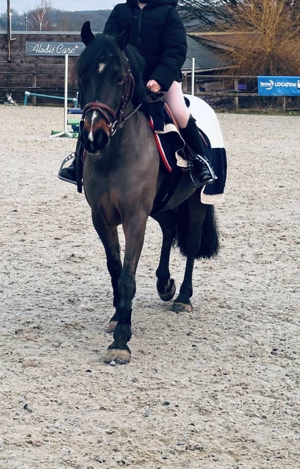 Ruin Connemara Te koop 2013 Zwart