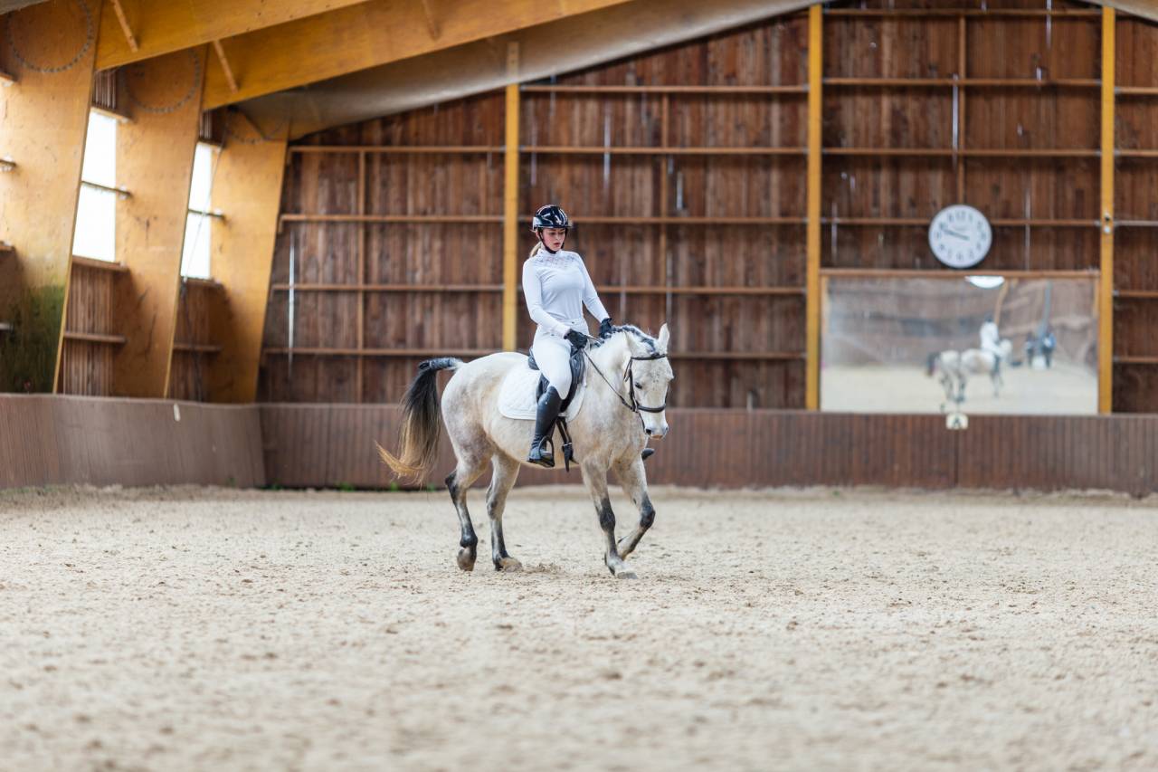 Ruin Bekend ras Te koop 2015 Schimmel ,  alibi du ronval