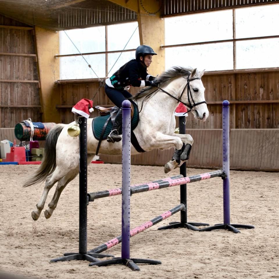 Ruin Bekend ras Te koop 2015 Schimmel ,  alibi du ronval