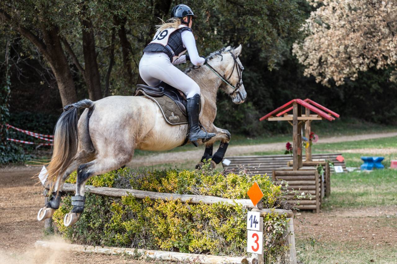 Ruin Bekend ras Te koop 2015 Schimmel ,  alibi du ronval