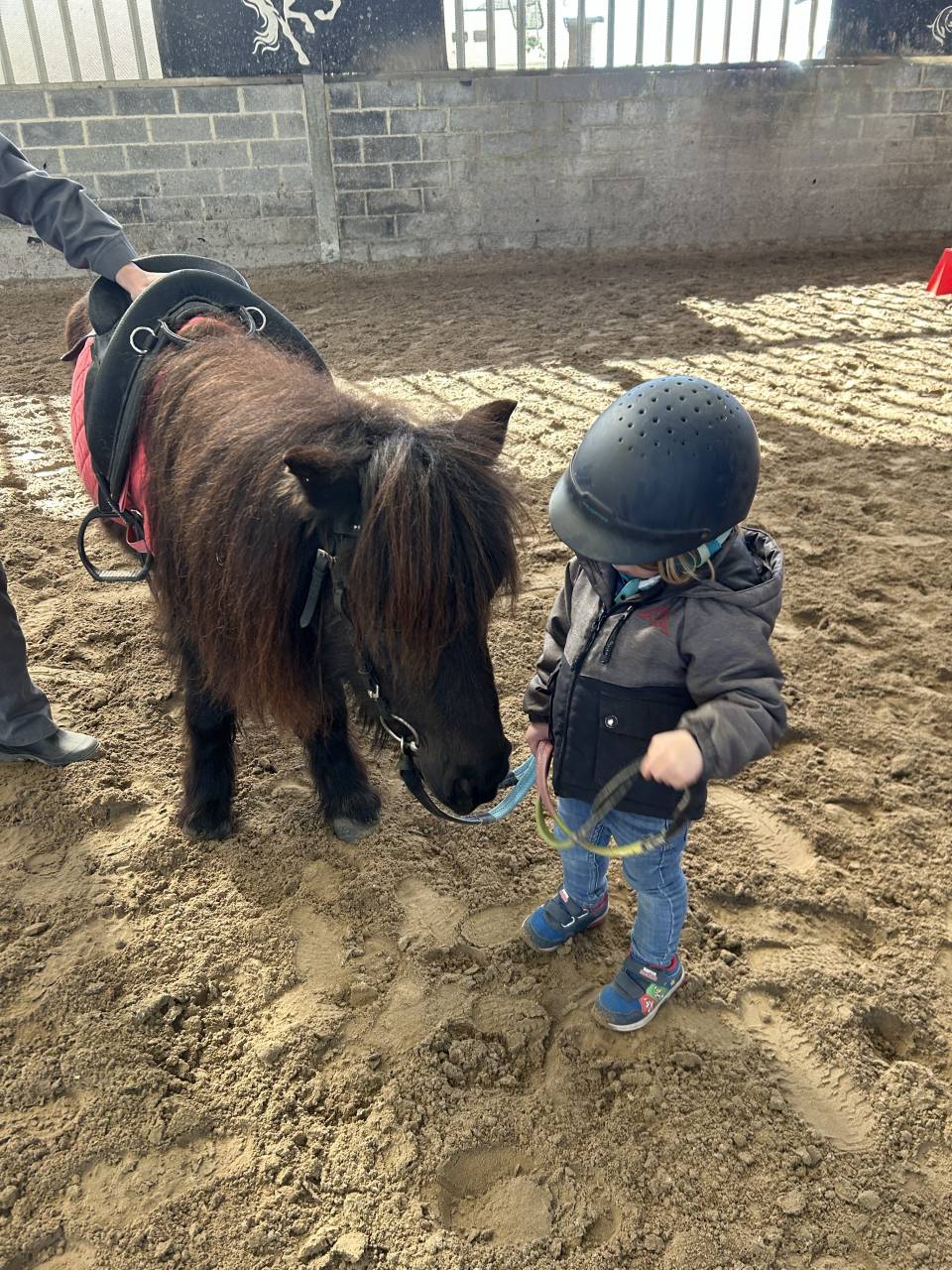 Merrie Shetland Te koop 2014 Zwart