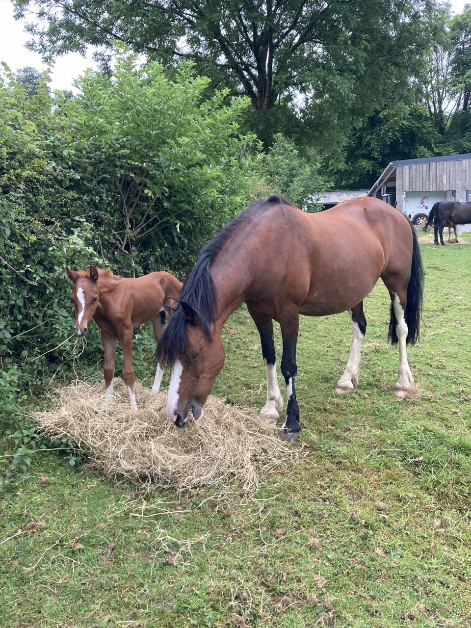 Ruin Franse rijpony PFS Te koop 2024 Vos ,  JUMANGI DE LA POTERIE