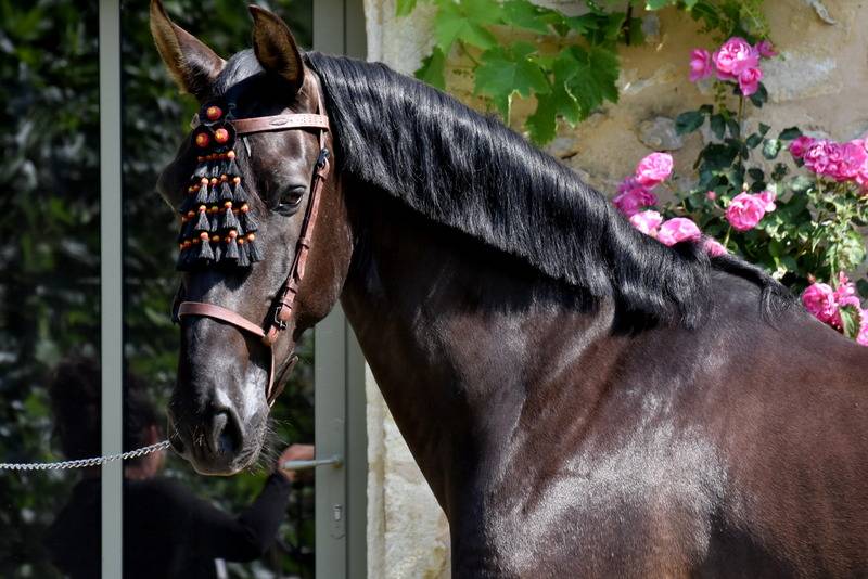 Hermes Zabaloa - PRE Puur Ras Spaans 2017 ,  ANDALUZ MANGO II
