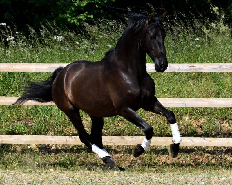 Hermes Zabaloa - PRE Puur Ras Spaans 2017 ,  ANDALUZ MANGO II