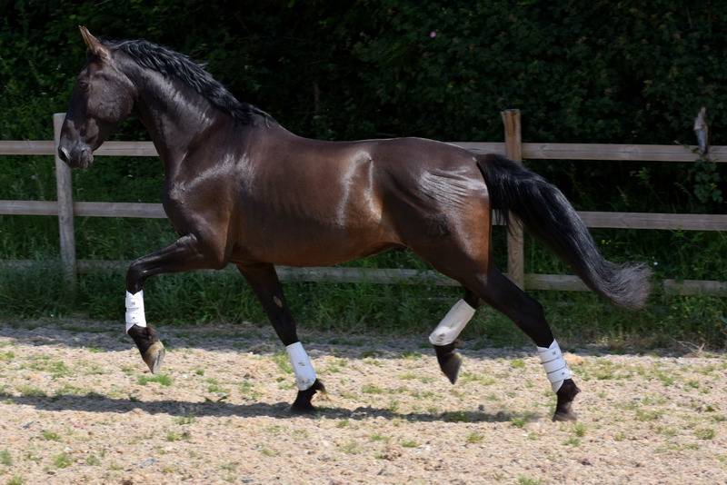 Hermes Zabaloa - PRE Puur Ras Spaans 2017 ,  ANDALUZ MANGO II