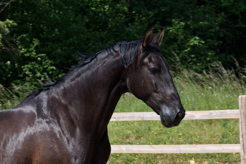 Hermes Zabaloa - PRE Puur Ras Spaans 2017 ,  ANDALUZ MANGO II