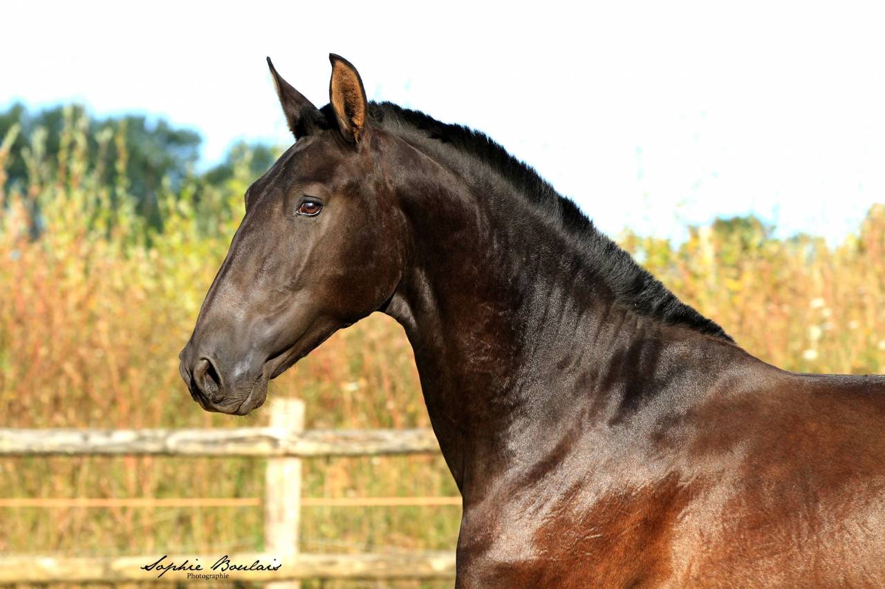 Hermes Zabaloa - PRE Puur Ras Spaans 2017 ,  ANDALUZ MANGO II