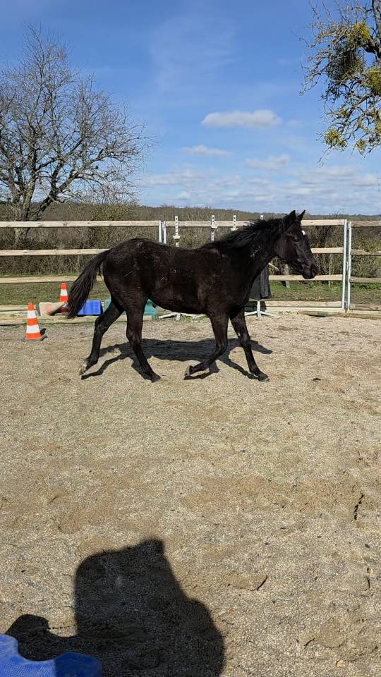 Veulen (vr) Bekend ras Te koop 2025 Zwart