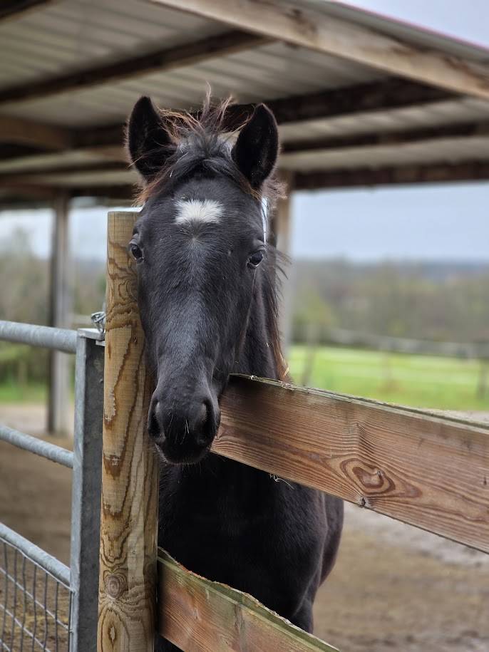 Veulen (vr) Bekend ras Te koop 2025 Zwart