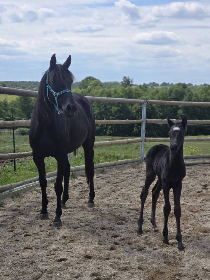 Veulen (vr) Bekend ras Te koop 2025 Zwart