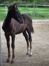 Veulen (vr) Bekend ras Te koop 2025 Donker bruin / bai