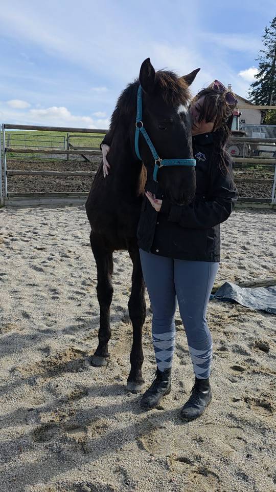 Veulen (vr) Bekend ras Te koop 2025 Donker bruin / bai