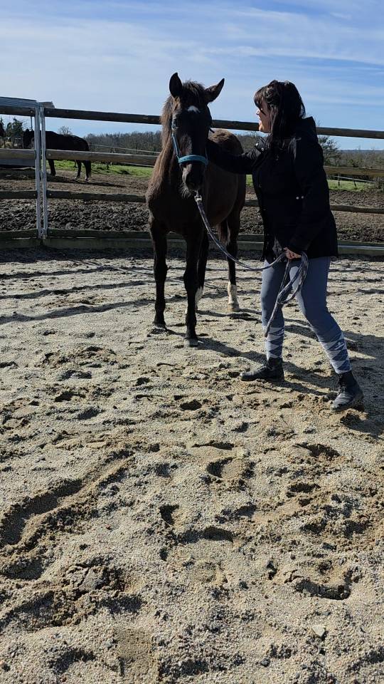 Veulen (vr) Bekend ras Te koop 2025 Donker bruin / bai