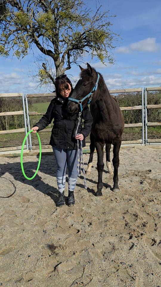 Veulen (vr) Bekend ras Te koop 2025 Donker bruin / bai