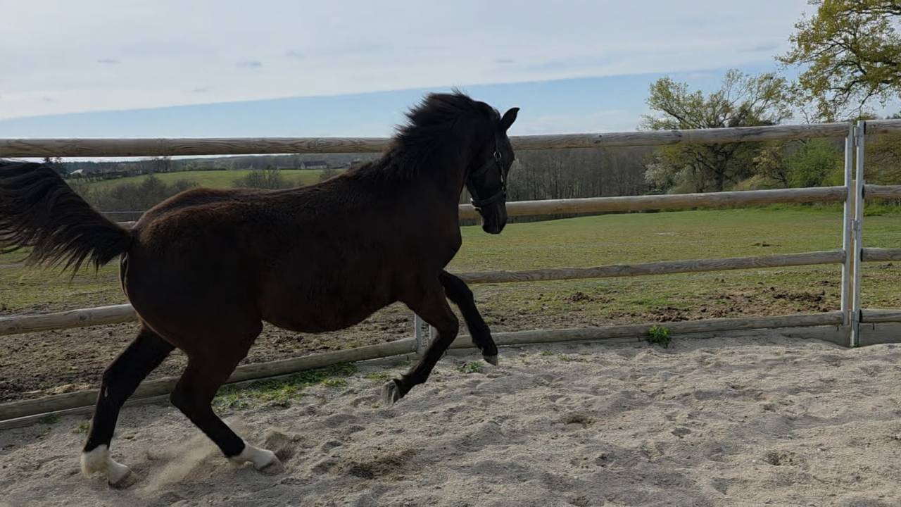 Veulen (vr) Bekend ras Te koop 2025 Donker bruin / bai