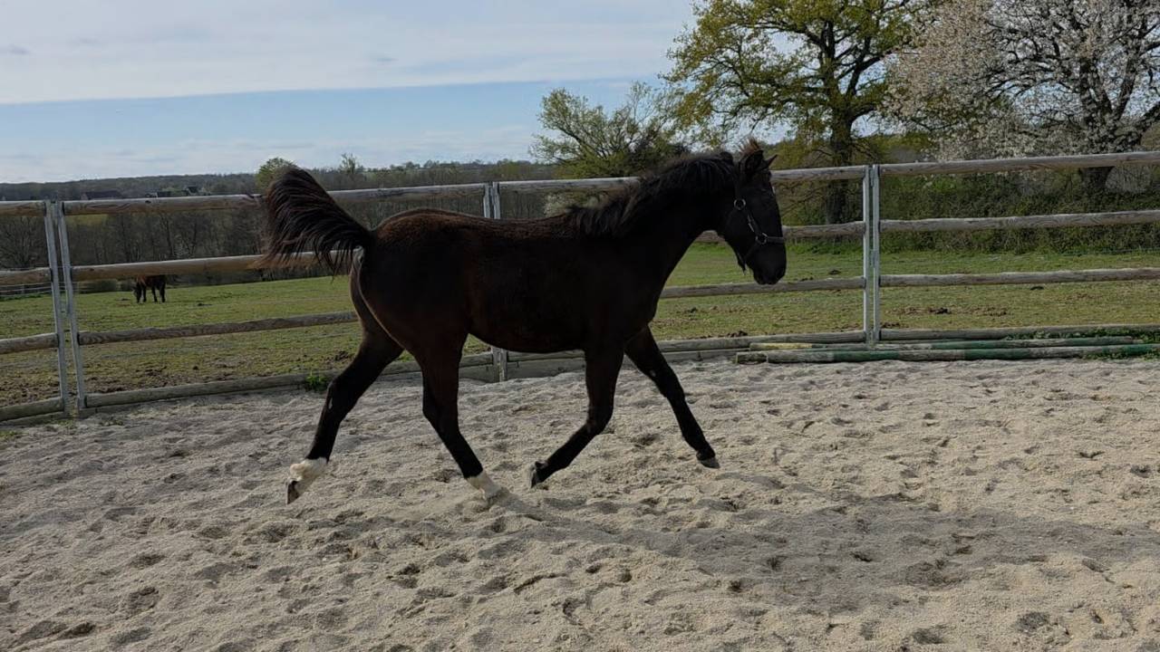 Veulen (vr) Bekend ras Te koop 2025 Donker bruin / bai