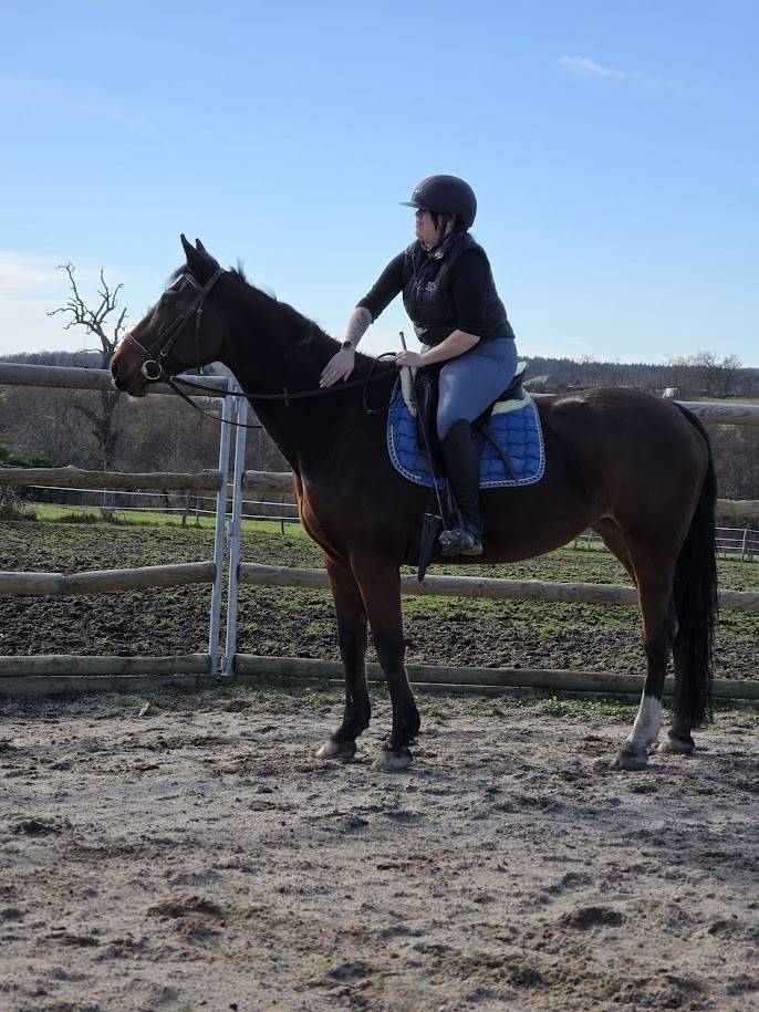 Merrie Selle Fran&ccedil;ais Te koop 2008 Donker bruin / bai