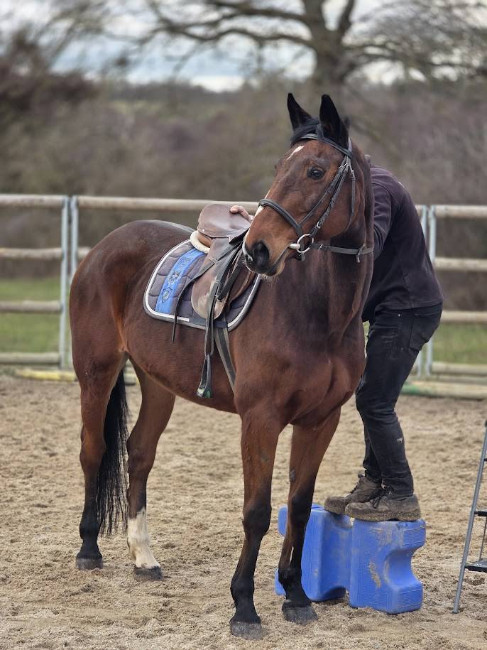 Merrie Selle Fran&ccedil;ais Te koop 2008 Donker bruin / bai