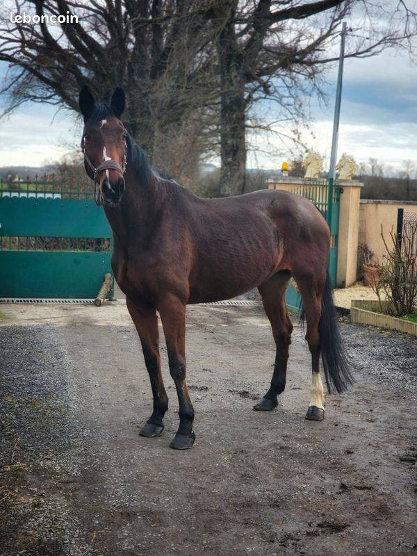 Merrie Selle Fran&ccedil;ais Te koop 2008 Donker bruin / bai