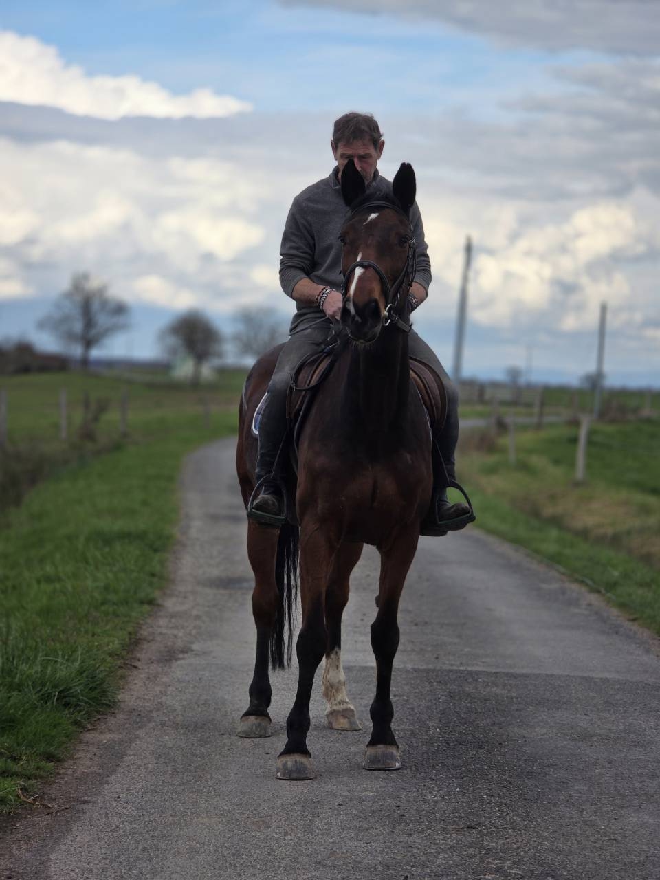 Merrie Selle Fran&ccedil;ais Te koop 2008 Donker bruin / bai